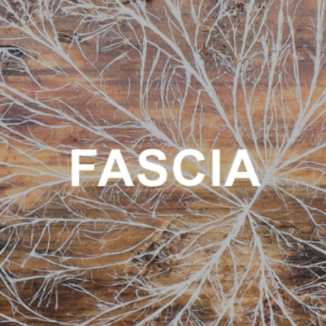 LEARN ABOUT A LUXURY MASSAGE : FASCIA MASSAGE